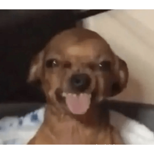 Dog Reaction Anjing 😈 sticker