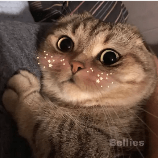 ❤️🐈 Gatos Reacciones uwu 🐈❤️