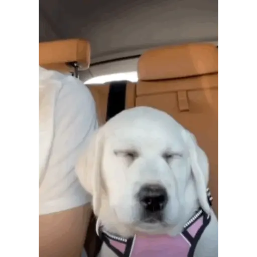 Doggo
