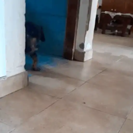 Anel Gif  8