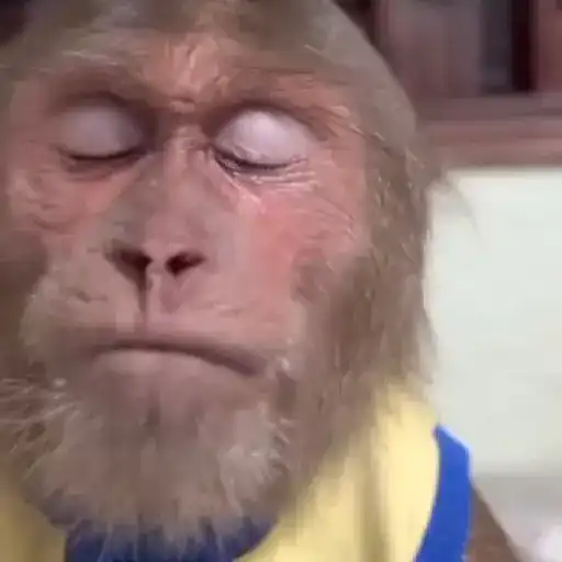 Anel Gif  6