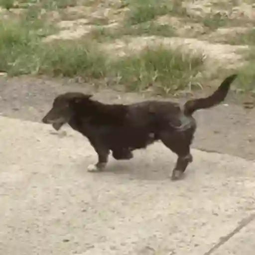 Anel Gif  13