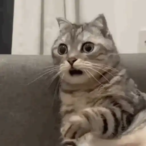 Anel Gif  12