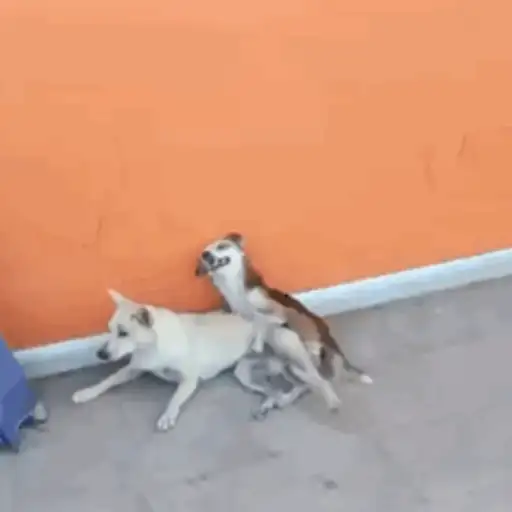 Anel Gif  20