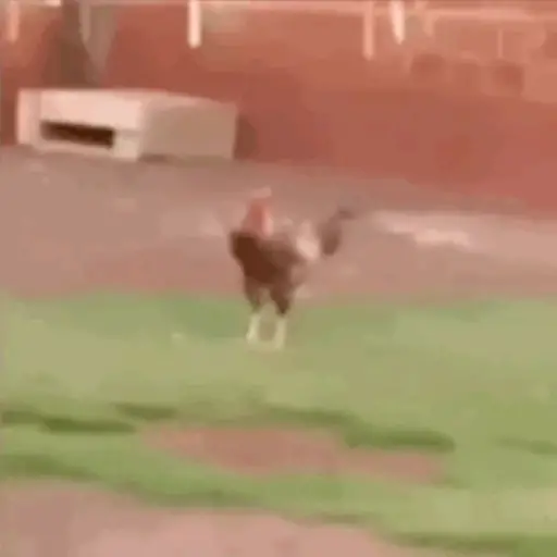 Anel Gif  24