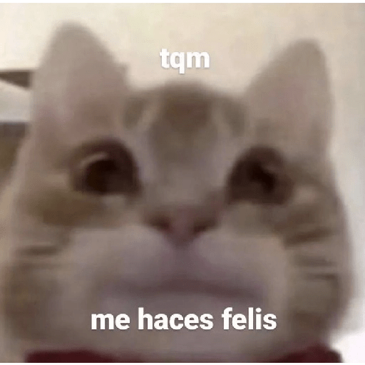 Mi gata oficial  7