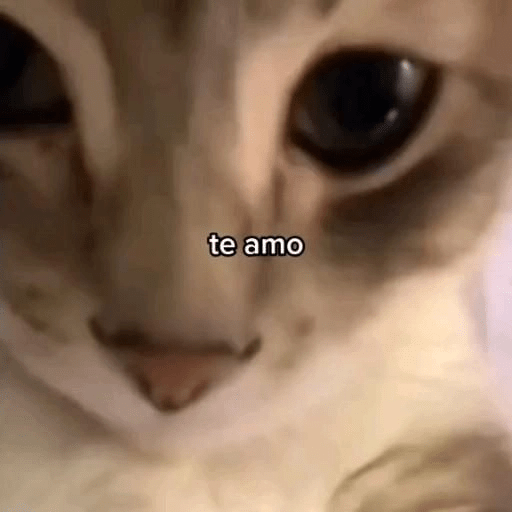 Mi gata oficial  9