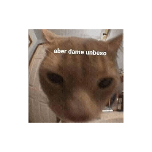 Mi gata oficial  18