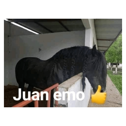 Mi gata oficial  30