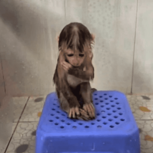 ස්ටිකර්