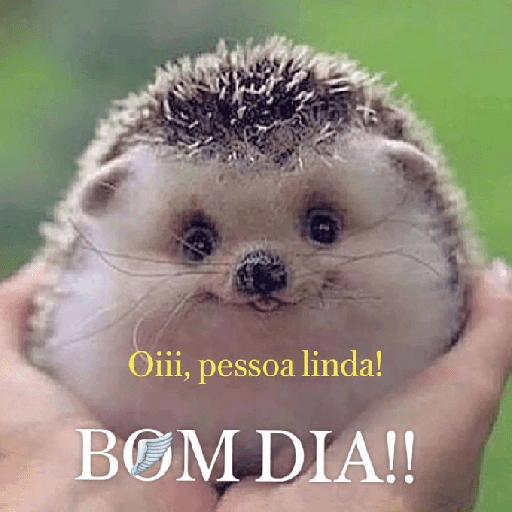 Bom dia☀️ 13