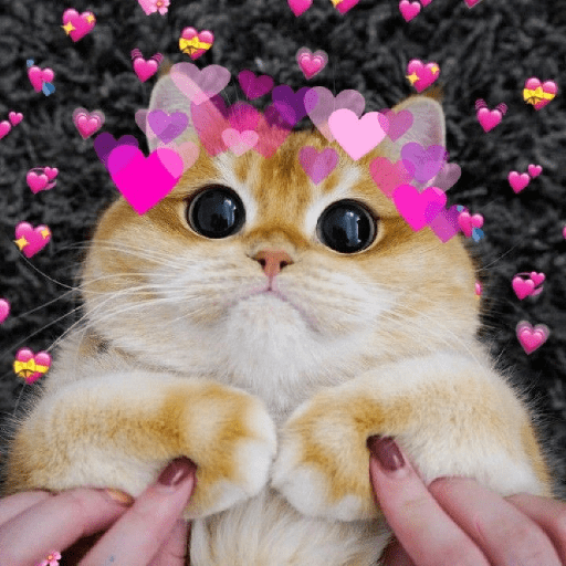 Cachorros e gatos fofos 3