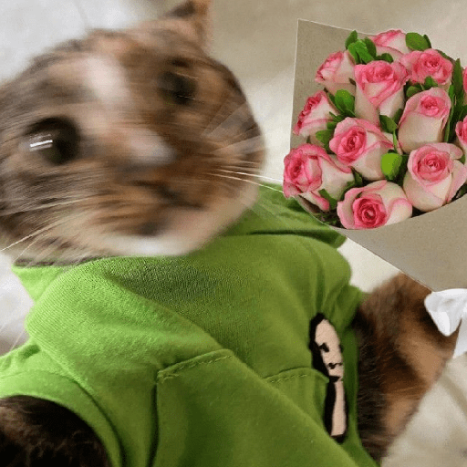 Cachorros e gatos fofos 5