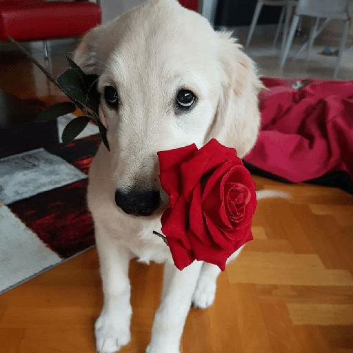 Cachorros e gatos fofos 6