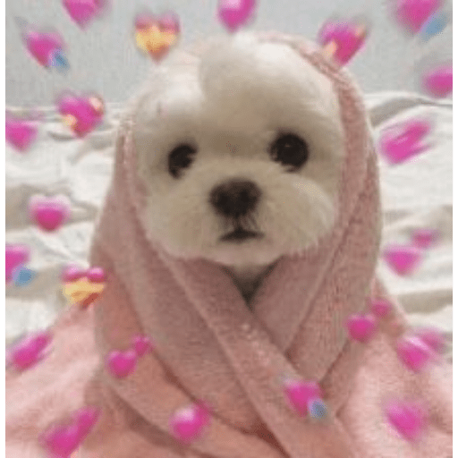 Cachorros e gatos fofos 8