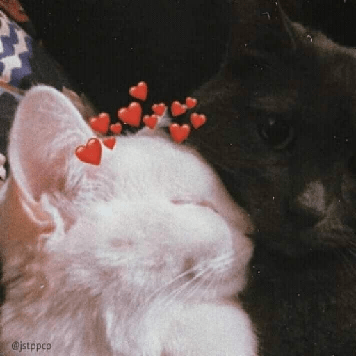 Cachorros e gatos fofos 10