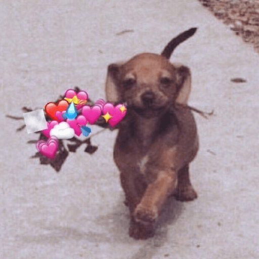 Cachorros e gatos fofos 11