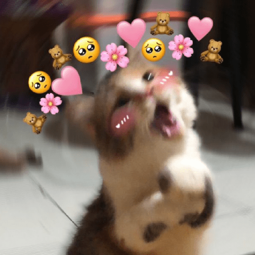 Cachorros e gatos fofos 12
