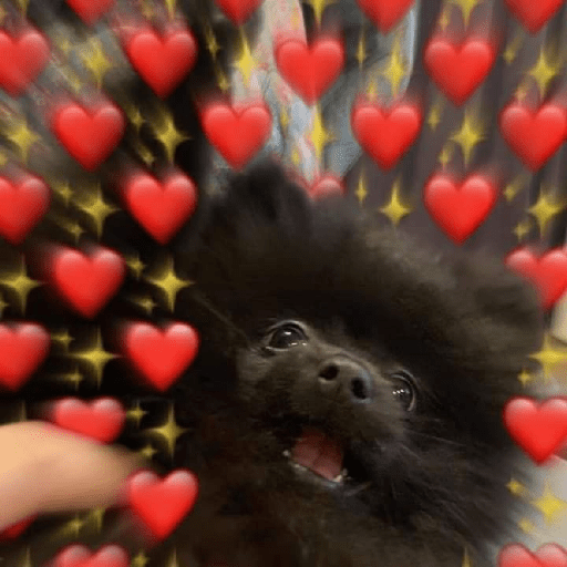 Cachorros e gatos fofos 16