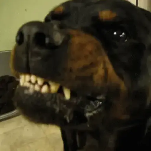 Cachorros animados 15