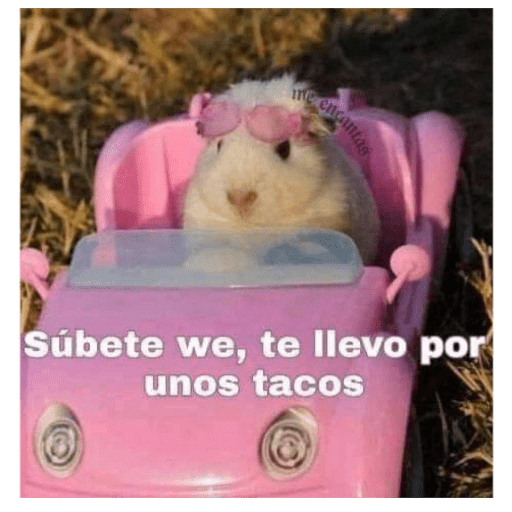 Memes 8 8