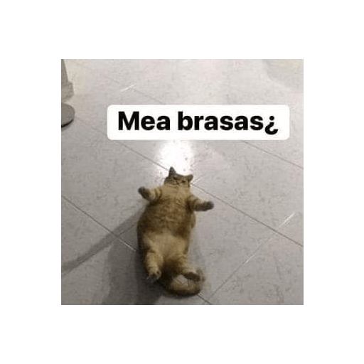 Memes 8 21