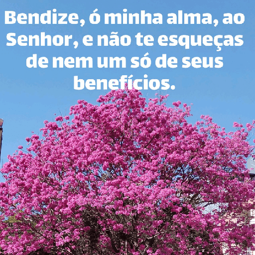 Versículos biblicos 13