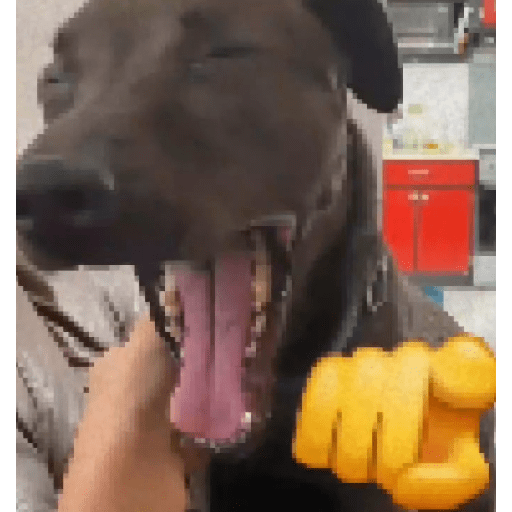 Jkcomecudetodos 6