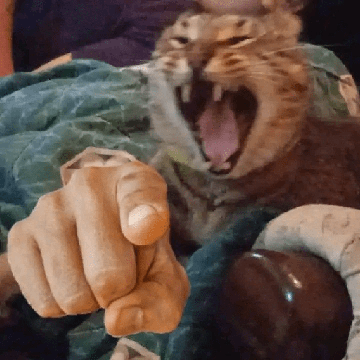 Jkcomecudetodos 11
