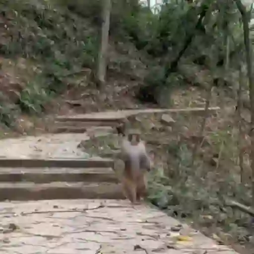 Macaquinho  1