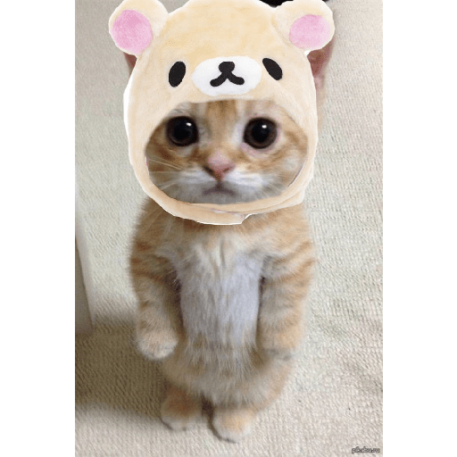 Dudul 6