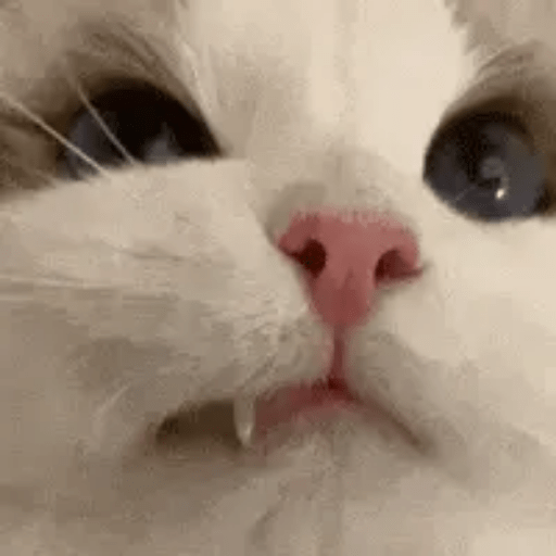 Gato sin texto 🐱 Gatos 🐈‍⬛ 24