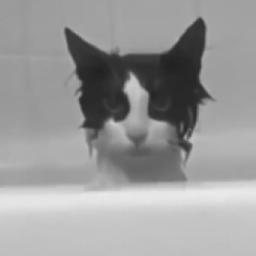 Gato sin texto 🐱 Gatos 🐈‍⬛ 6