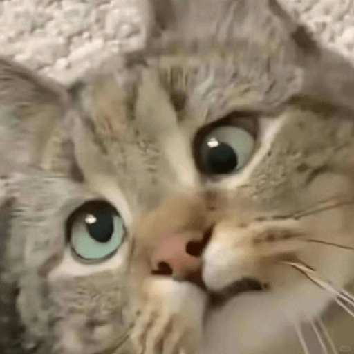 Gato sin texto 🐱 Gatos 🐈‍⬛ 20