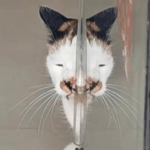 Gato sin texto 🐱 Gatos 🐈‍⬛ 19