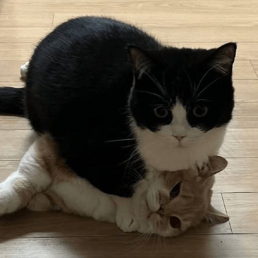 Gato sin texto 🐱 Gatos 🐈‍⬛ 17