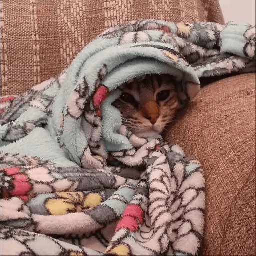 Gato sin texto 🐱 Gatos 🐈‍⬛ 10