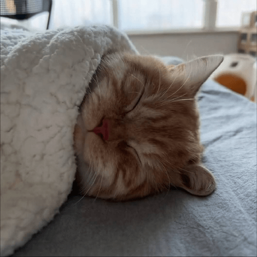 Gato sin texto 🐱 Gatos 🐈‍⬛ 14