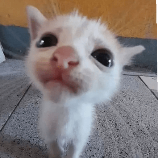 Gato sin texto 🐱 Gatos 🐈‍⬛ 13