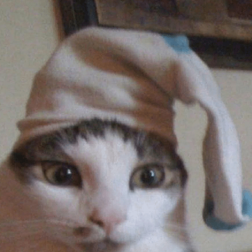 Gato sin texto 🐱 Gatos 🐈‍⬛ 4