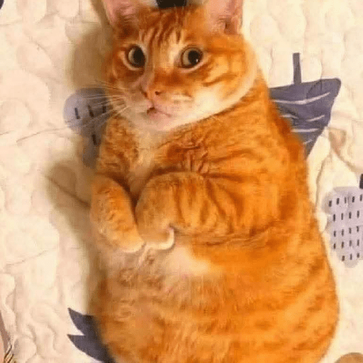 Gato sin texto 🐱 Gatos 🐈‍⬛ 12