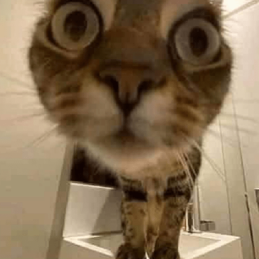 Gato sin texto 🐱 Gatos 🐈‍⬛ 1