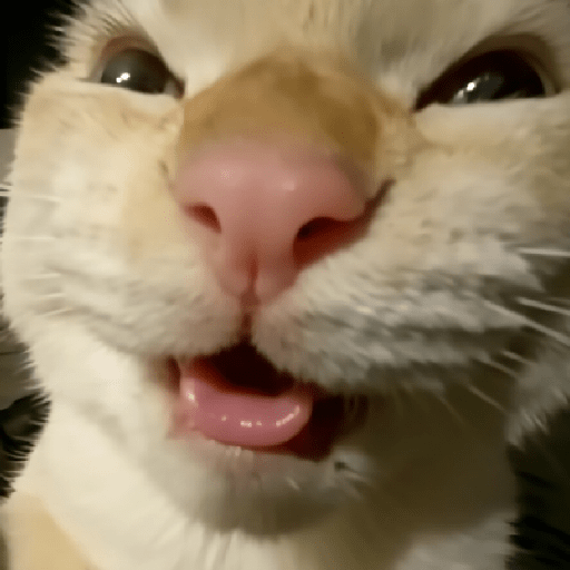 Gato sin texto 🐱 Gatos 🐈‍⬛ 30