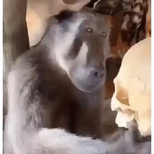 Monos 6🐒Changos 🙈 17