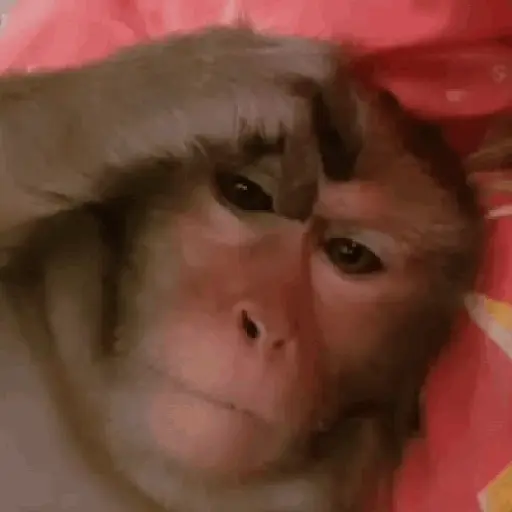 Monos 6🐒Changos 🙈 28