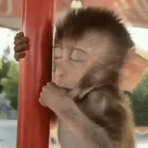 Monos 6🐒Changos 🙈 25