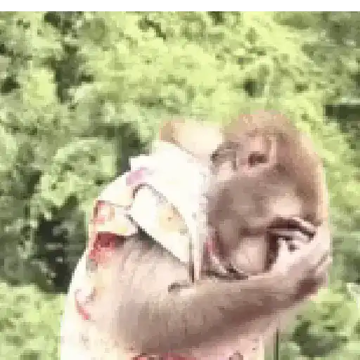 Monos 6🐒Changos 🙈 3
