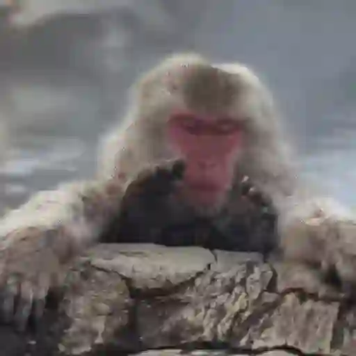 Monos 6🐒Changos 🙈 21