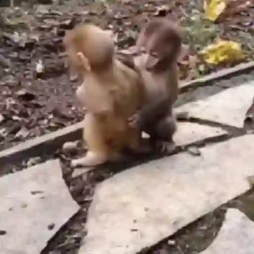Monos 6🐒Changos 🙈 19