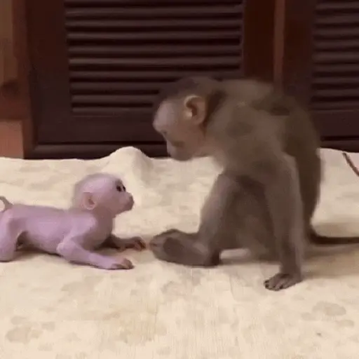 Monos 6🐒Changos 🙈 5